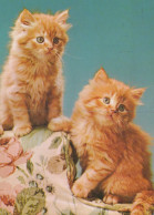KATZE MIEZEKATZE Tier Vintage Ansichtskarte Postkarte CPSM #PAM304.DE - Chats