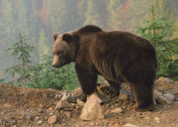 OSO Animales Vintage Tarjeta Postal CPSM #PBS101.ES - Bears