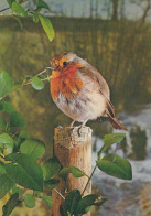 UCCELLO Animale Vintage Cartolina CPSM #PAN121.IT - Oiseaux