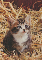 GATTO KITTY Animale Vintage Cartolina CPSM #PAM121.IT - Cats