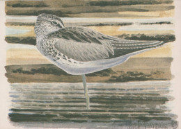 UCCELLO Animale Vintage Cartolina CPSM #PAN307.IT - Oiseaux