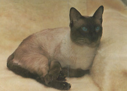 GATTO KITTY Animale Vintage Cartolina CPSM #PAM369.IT - Cats