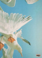 VOGEL Tier Vintage Ansichtskarte Postkarte CPSM #PBR559.DE - Vögel