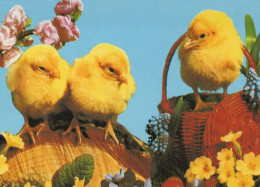 OSTERN HUHN EI Vintage Ansichtskarte Postkarte CPSM #PBO927.DE - Pâques