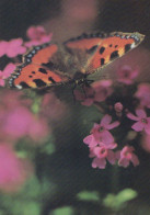 FARFALLA Animale Vintage Cartolina CPSM #PBS417.IT - Butterflies