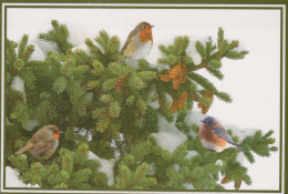 UCCELLO Animale Vintage Cartolina CPSM #PBR376.IT - Birds