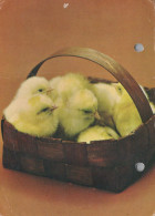 PASQUA POLLO UOVO Vintage Cartolina CPSM #PBO864.IT - Easter