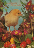 PASQUA POLLO UOVO Vintage Cartolina CPSM #PBP178.IT - Easter