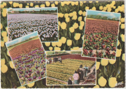 LD61 : Vendée : Tulipe  Vendéenne  Région La  Tranche Sur Mer  1965 - Autres & Non Classés