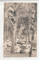 CARTE PHOTO MILITARIA Groupe De Zouaves En Forêt - Personnages