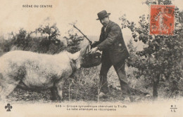 CARTE POSTALE ORIGINALE ANCIENNE : SCENE DU CENTRE AUVERGNE COUPLE CHERCHANT LA TRUFFE LE PORC ATTENDS RECOMPENSE COCHON - Sonstige & Ohne Zuordnung