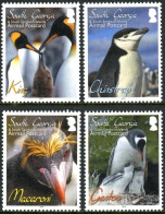 ARCTIC-ANTARCTIC, SOUTH GEORGIA 2010 PENGUINS** - Antarctic Wildlife