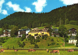 PICHL AN DER ENNS, LIEZEN, STYRIA, ARCHITECTURE, COWS, ANIMAL, AUSTRIA, POSTCARD - Liezen