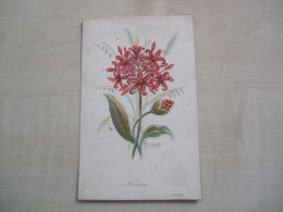 Carte Postale Ancienne 1905 NERINE - Blumen