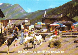 74 - Haute Savoie - Les Chevres En Liberté Aux LINDARETS ( Montriond ) - Other & Unclassified