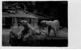 Les Deux Ours Blancs Carte Photo Non Située - Ours
