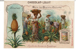 CHROMOS  CHOCOLAT  LOUIT   -   Récolte Des Ananas A La Guadeloupe - Louit