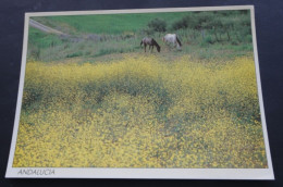 Andalucia - Fotografia Ricard Pla Boada - Triangle Postals - Other & Unclassified