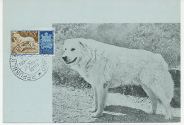 Maximum Card San Marino 1958 Dog - Maremma Sheepdog - Autres & Non Classés