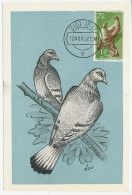 Maximum Card IFNI 1957 Pigeon - Sonstige & Ohne Zuordnung