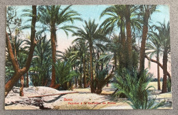 Suez Palmier A La Fontaine De Moise Carte Postale Postcard - Sues