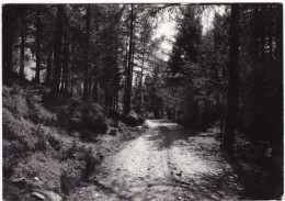 VETRIOLO BAGNI  (TRENTINO)- CARTOLINA - VIAGGIATA PER BERGAMO - 1957 - Trento