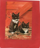CHATONS--voir 2 Scans - Cats