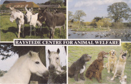 Postcard - Raystede Centre For Animal Welfare - 4 Views  - Posted 02-08-1993 - VG - Zonder Classificatie