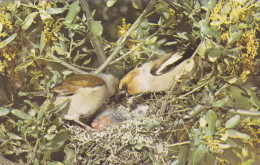 Postcard - British Birds - Hawfinch  - Card No. 6-18-65-31 - Posted  But Date Obscured - VG - Zonder Classificatie