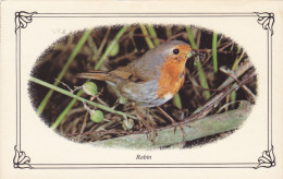 Postcard - British Birds - Robin - Card No. PLX98 - Posted  But Not Stamped - VG - Unclassified