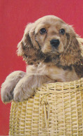 Postcard - Dog In A Basket  - Card No. G 465 - Posted 20-07-1972 - VG - Unclassified