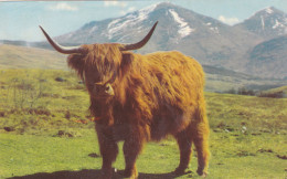Postcard - A Monarch Of The Glen  - Card No. PT36527 - Written On Rear But Not Posted  - VG - Unclassified
