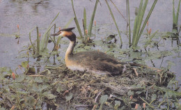 Postcard - British Birds - Great Crested Grebe  - Card No. 6-18-59-34 - Posted 22-09-1981 - VG - Zonder Classificatie