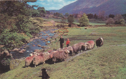 Postcard - The English Lakes, A Lakeland Shepherd  - Card No. KLD 340 - Posted May 1994 - VG - Unclassified