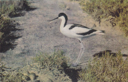 Postcard - British Birds - Avocet  - Card No. 6-18-57-88 - Posted 31-10-1984 - VG - Unclassified
