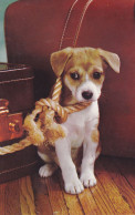 Postcard - Puppy, Not Happy Being Tied Down  - Card No. P1014 - VG - Zonder Classificatie