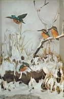 Postcard - Kingfishers In Snow  - VG - Unclassified