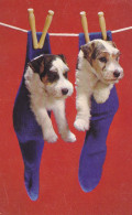 Postcard - Hung Out To Dry - Dogs In Socks  - Card No. 1043 - VG - Sin Clasificación