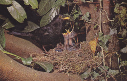 Postcard - British Birds - Blackbird  - Card No. 6-18-58-69 - VG - Unclassified