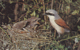 Postcard - British Birds - Red Backed Shrike  - Card No. 6-18-60-66 - VG - Unclassified