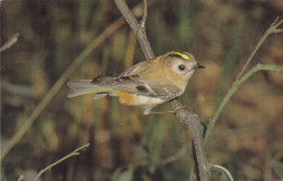 Postcard - British Birds - Goldcrest  - Card No. 6-18-60-62 - VG - Sin Clasificación