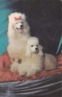 Postcard - Poodles  - Card No. 856 - VG - Unclassified