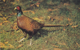 Postcard - British Birds - Pheasant  - Card No. 6-18-59-61 - VG - Sin Clasificación