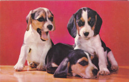 Postcard - Beagle Pups  - Card No. 1026 - VG - Ohne Zuordnung