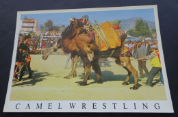 Camel Wrestling - Kayalar - Foto Semih Kayalar - PTT Üst Sokagi N° 3 Aydin - Türkei