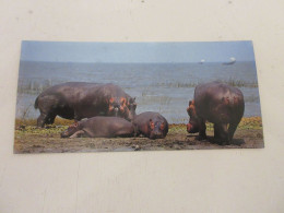 FICHE 505 PHOTO ANIMAUX Les HIPPOPOTAMES - L'ENTRAIDE - Dieren