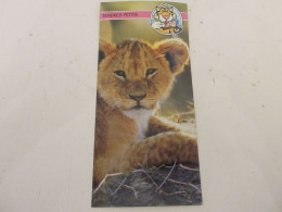 FICHE 631 PHOTO ANIMAUX Le LIONCEAU - TENDRES PETITS - Dieren