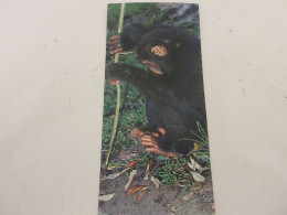 FICHE 494 PHOTO ANIMAUX Le CHIMPANZE - ANIMAUX Et OUTILS - Dieren