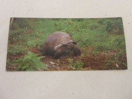 FICHE 467 PHOTO ANIMAUX La TORTUE ELEPHANTINE - Un ANIMAL Une ILE - Animals