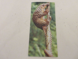 FICHE 361 PHOTO ANIMAUX Le PANGOLIN - LA FACON De Se NOURRIR   - Tiere